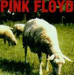 Dogs And Sheep